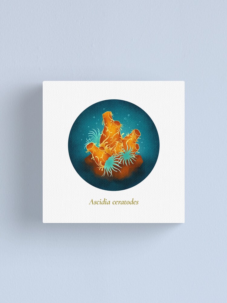 Alternate view of The Circles of Life: Ascidia ceratodes Canvas Print