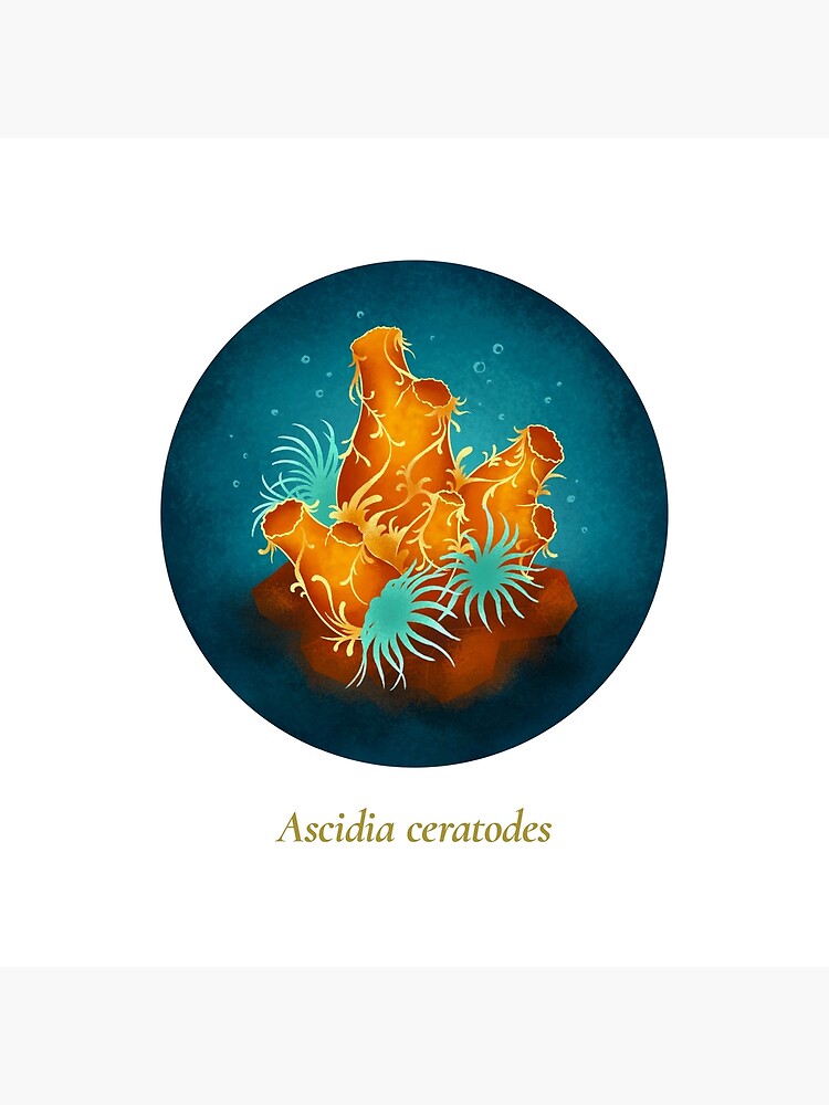 The Circles of Life: Ascidia ceratodes by franzanth