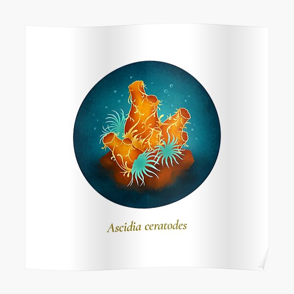 The Circles of Life: Ascidia ceratodes Poster