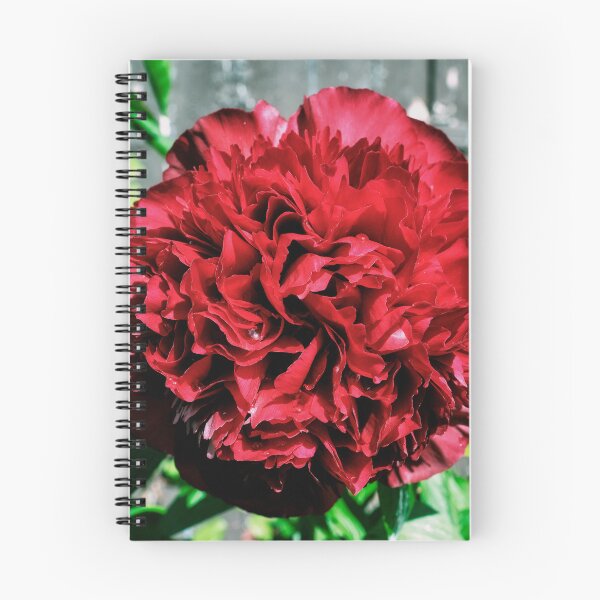 Item preview, A ‘peony rose’  designed and sold by Tom McPherson Photography.