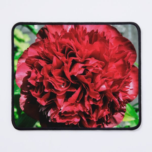 Item preview, A ‘peony rose’  designed and sold by Tom McPherson Photography.