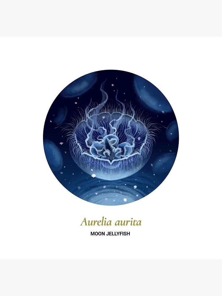 The Circles of Life: Moon Jellyfish by franzanth