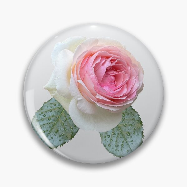 Item preview, Gorgeous powder pink rose  designed and sold by PariSeine.
