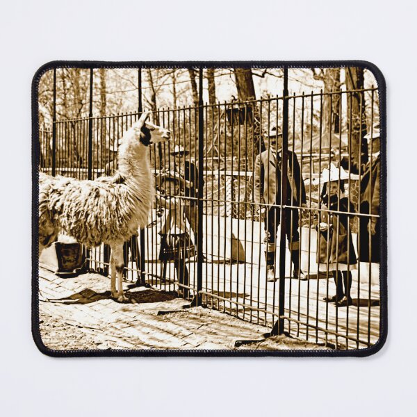 Item preview, Philadelphia, Pennsylvania, November 8, 1901, Zoological Garden Visitors at Llama Enclosure designed and sold by AMacGPhilly.