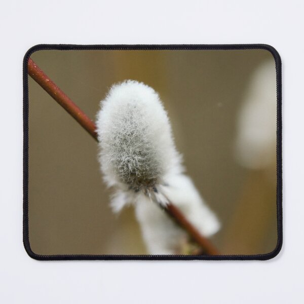 Item preview, Softness. Willow catkins 2026 designed and sold by Jouko Lehto Photography.