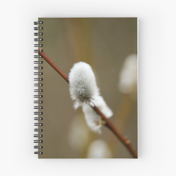 Item preview, Softness. Willow catkins 2026 designed and sold by Jouko Lehto Photography.