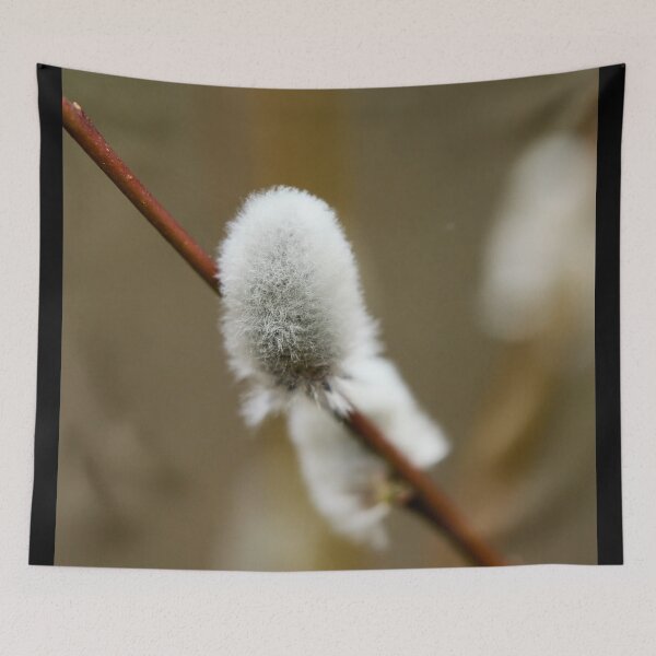 Item preview, Softness. Willow catkins 2026 designed and sold by Jouko Lehto Photography.