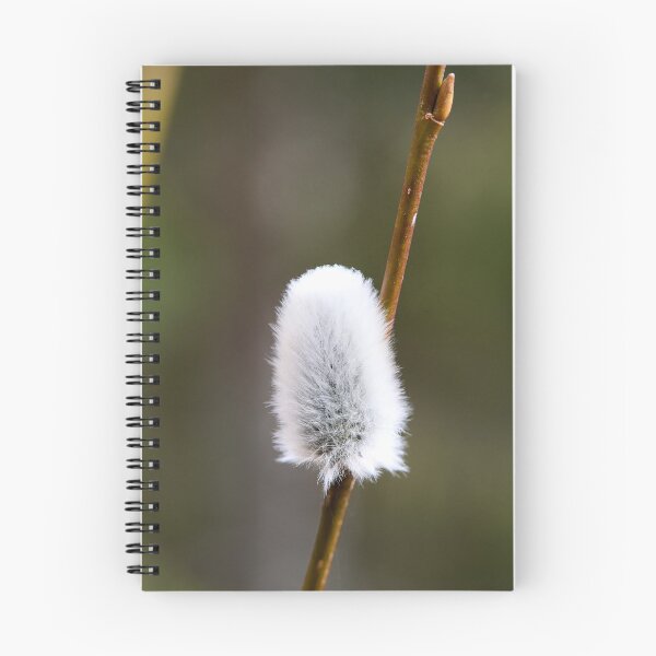 Item preview, Springtime flowers. Willow catkins 2026 designed and sold by Jouko Lehto Photography.