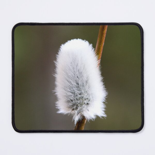 Item preview, Springtime flowers. Willow catkins 2026 designed and sold by Jouko Lehto Photography.
