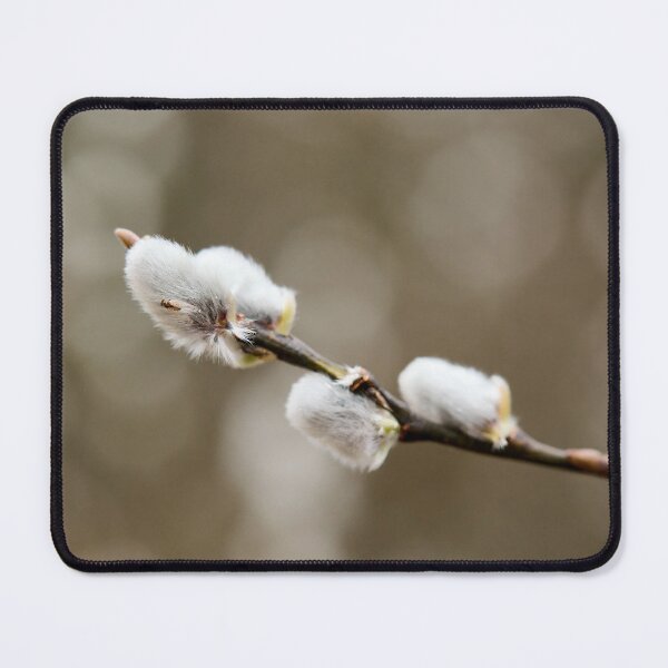 Item preview, Landed on soft. Willow catkins 2026 designed and sold by Jouko Lehto Photography.