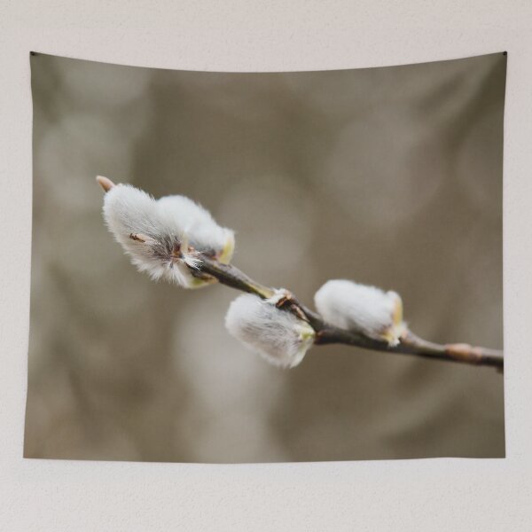 Item preview, Landed on soft. Willow catkins 2026 designed and sold by Jouko Lehto Photography.