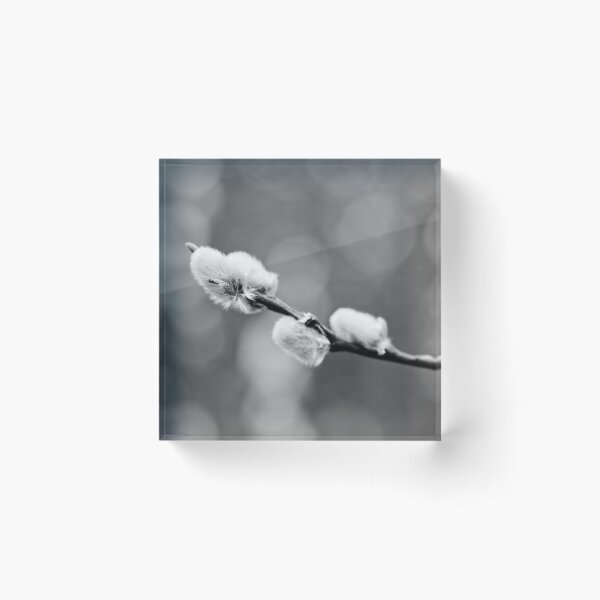 Item preview, Landed on soft. Willow catkins 2026 bw designed and sold by Jouko Lehto Photography.