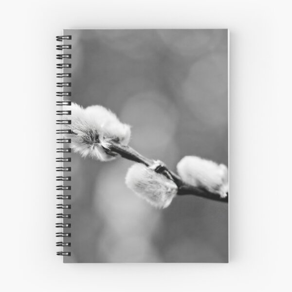 Item preview, Landed on soft. Willow catkins 2026 bw designed and sold by Jouko Lehto Photography.