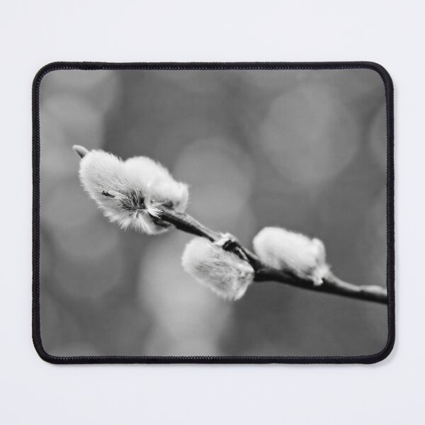 Item preview, Landed on soft. Willow catkins 2026 bw designed and sold by Jouko Lehto Photography.
