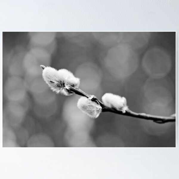 Item preview, Landed on soft. Willow catkins 2026 bw designed and sold by Jouko Lehto Photography.