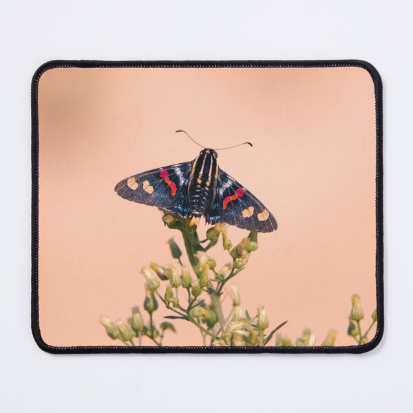 Item preview, Butterfly Mimoniades Versicolor designed and sold by anafrancisconi.