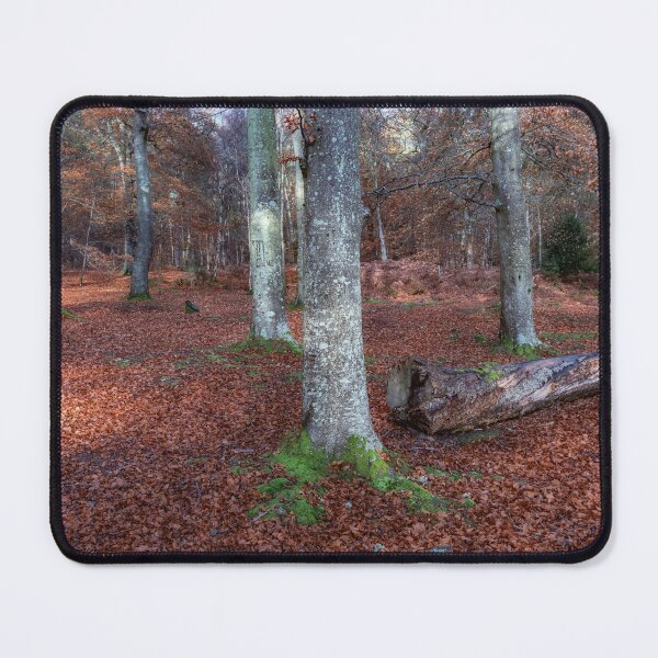 Item preview, Autumn Woodland designed and sold by Tom McPherson Photography.