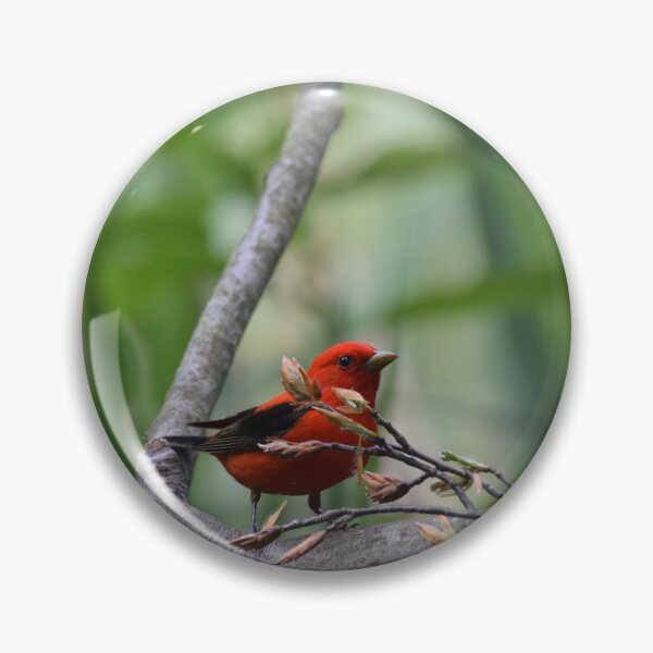 Item preview, Scarlet Tanager designed and sold by LIFEwithSANTO.