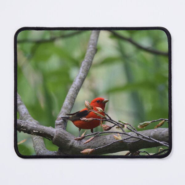 Item preview, Scarlet Tanager designed and sold by LIFEwithSANTO.