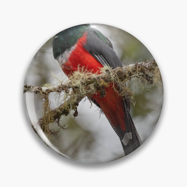 Item preview, Masked Trogon designed and sold by Judd-Nathan.