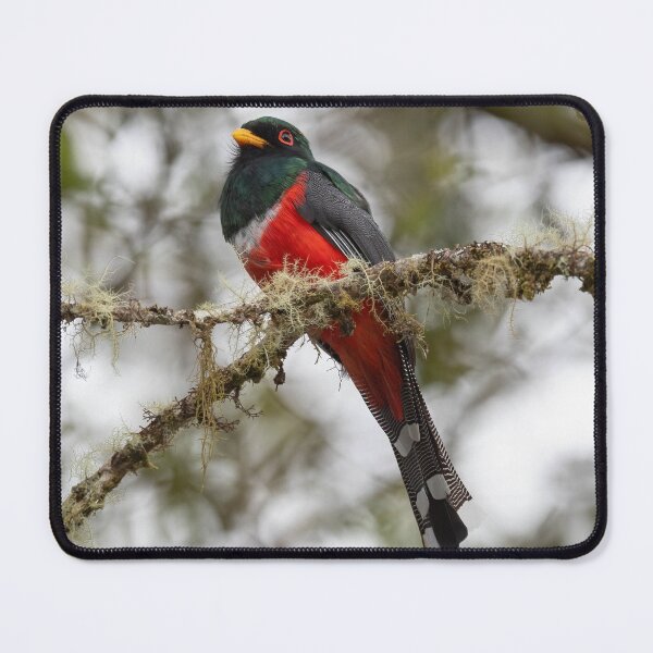 Item preview, Masked Trogon designed and sold by Judd-Nathan.