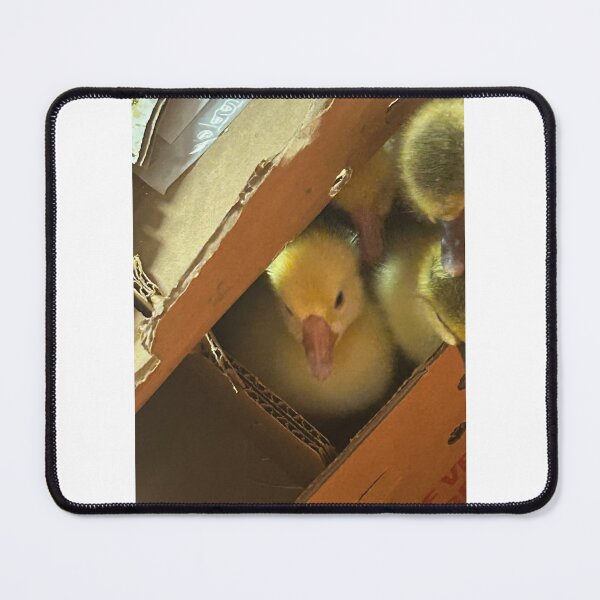 Item preview, Little Peepers: Baby Ducklings in a Box. designed and sold by Pearls1.