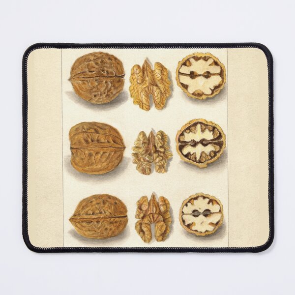 Item preview, Vintage Walnut Botanical Study designed and sold by Glimmersmith.