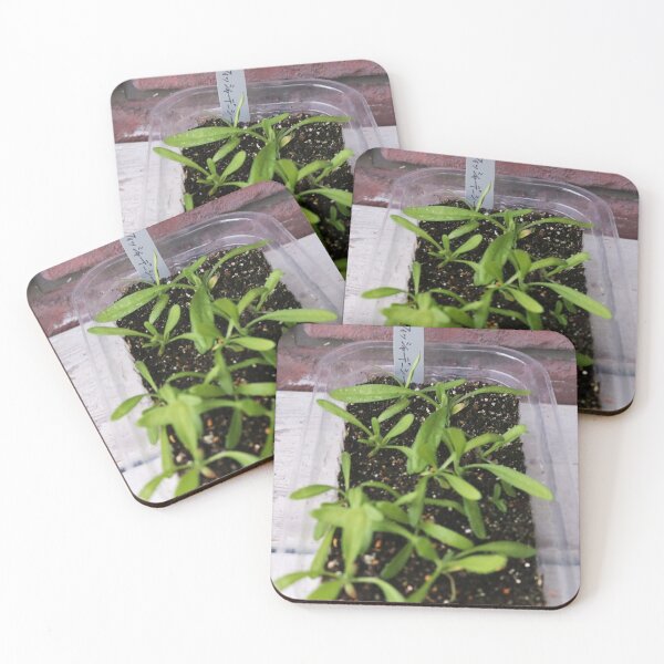 Item preview, Vibrant The Royal Albert Hall Vegetable Patch designed and sold by Heerwhiteshirt.