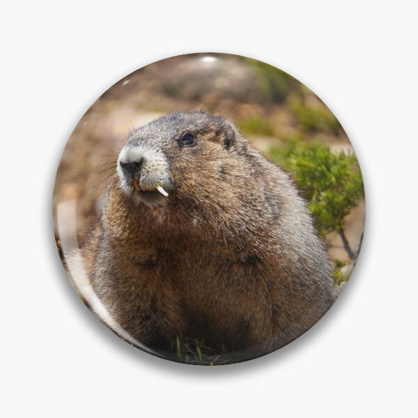 Item preview, Cute Marmot designed and sold by MCCLSHOP.