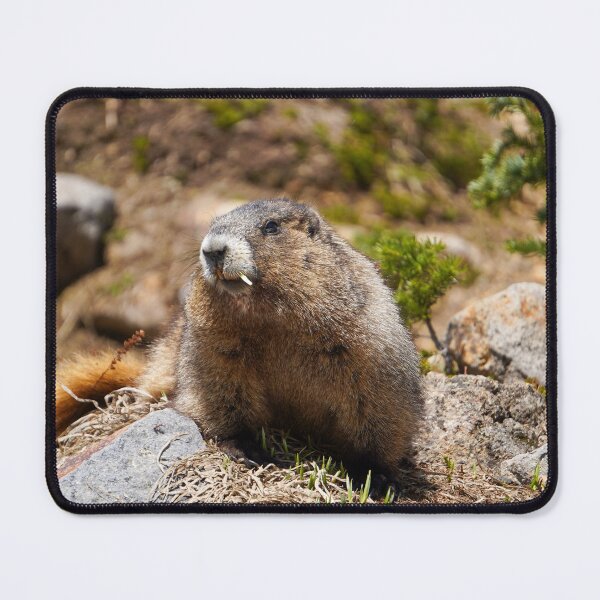 Item preview, Cute Marmot designed and sold by MCCLSHOP.