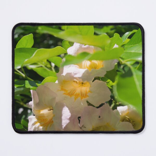 Item preview, China doll plant designed and sold by ROSE ANN BANILAR.