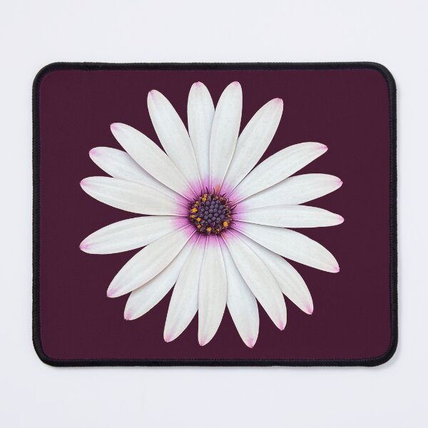 Item preview, Cape Rain-daisy  designed and sold by PariSeine.
