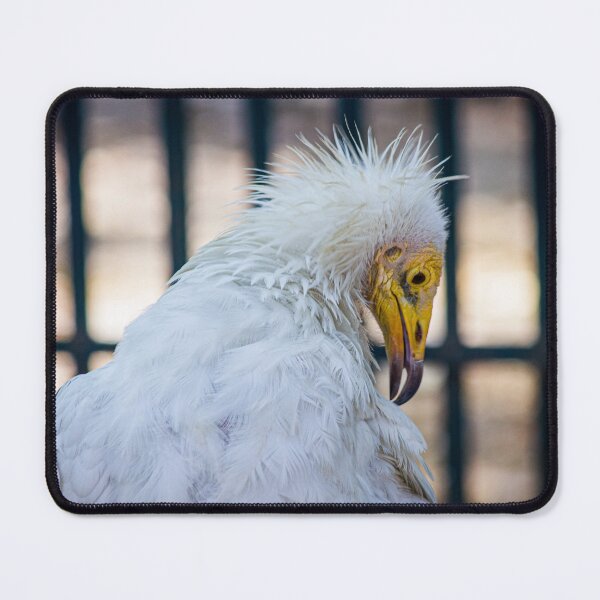 Item preview, Rare Egyptian Vulture (Neophron percnopterus) designed and sold by BhadrarjunaArts.