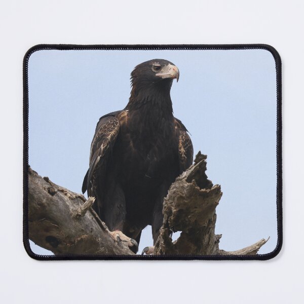 Item preview, Wedge tailed eagle designed and sold by scar.