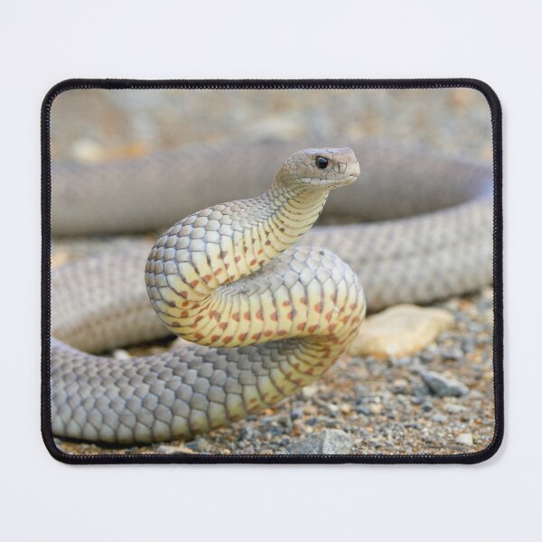 Item preview, Eastern brown snake designed and sold by scar.