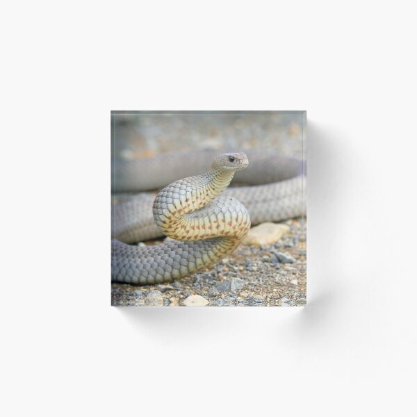 Item preview, Eastern brown snake designed and sold by scar.