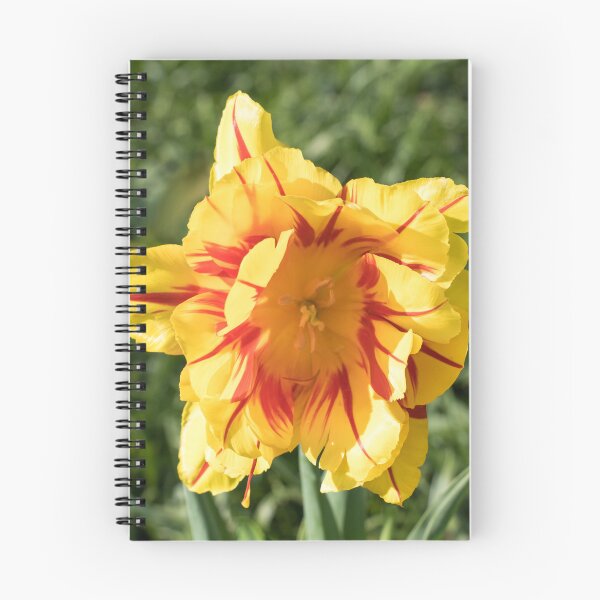 Item preview, Cool Red and Yellow Parrot Tulip with Translucent Petals designed and sold by Georgia Mizuleva.