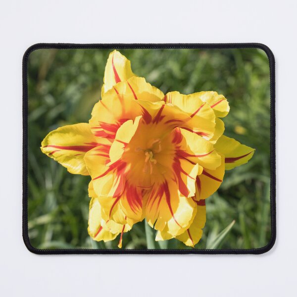 Item preview, Cool Red and Yellow Parrot Tulip with Translucent Petals designed and sold by Georgia Mizuleva.