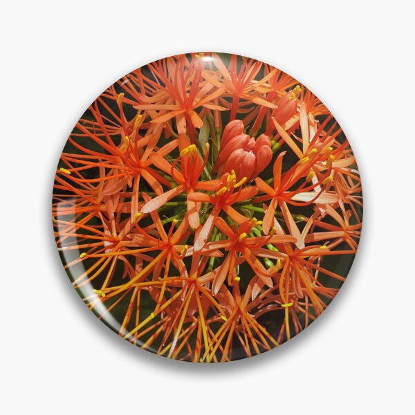 Item preview, Pincushion Protea – Minimalist South African Floral Art Print | Abstract Botanical Wall Decor designed and sold by Megan-Alice.