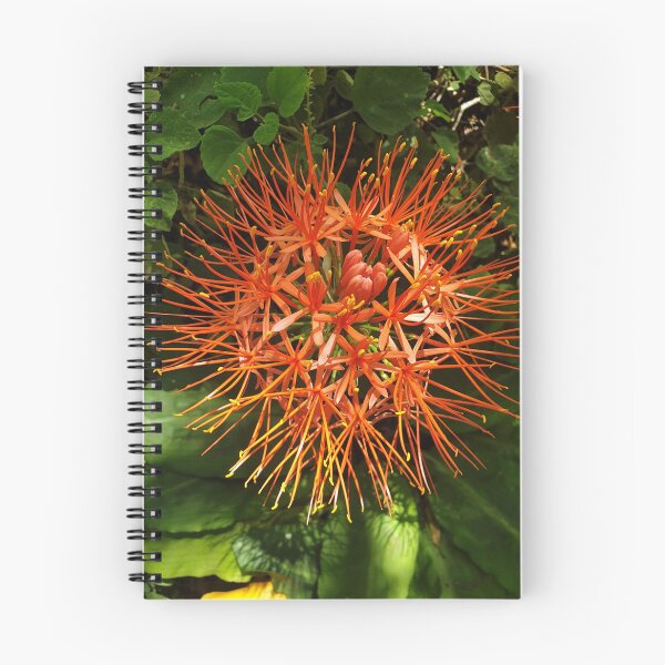 Item preview, Pincushion Protea – Minimalist South African Floral Art Print | Abstract Botanical Wall Decor designed and sold by Megan-Alice.