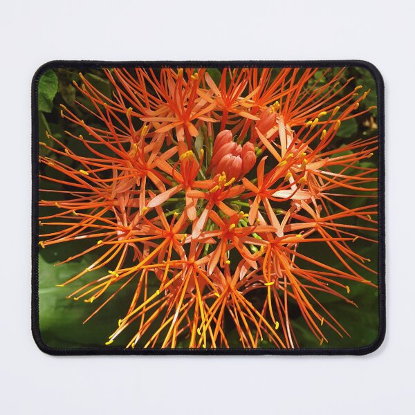 Item preview, Pincushion Protea – Minimalist South African Floral Art Print | Abstract Botanical Wall Decor designed and sold by Megan-Alice.
