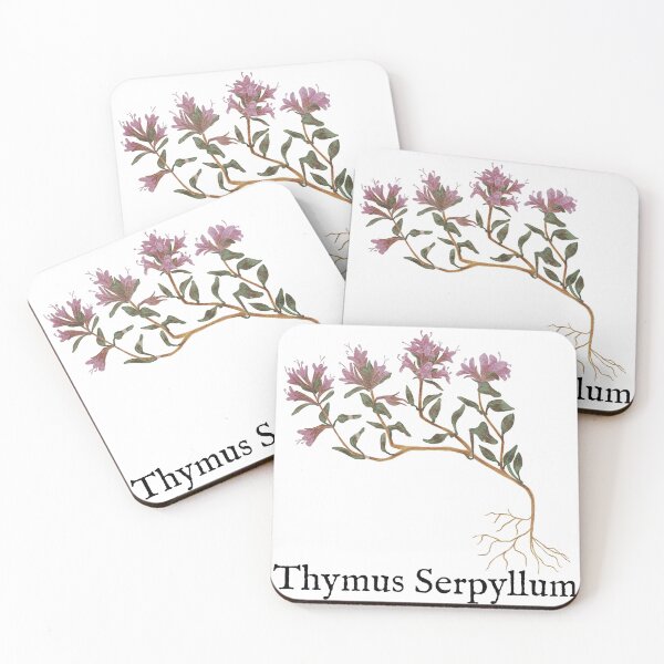 Item preview, Carpathian Herb Botanical Art_Thymus Serpyllum designed and sold by DesignsByCornea.
