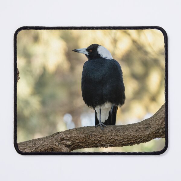 Item preview, Australian Magpie in tree designed and sold by mwright068.
