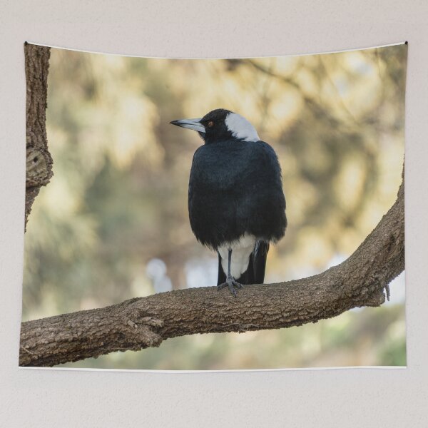 Item preview, Australian Magpie in tree designed and sold by mwright068.