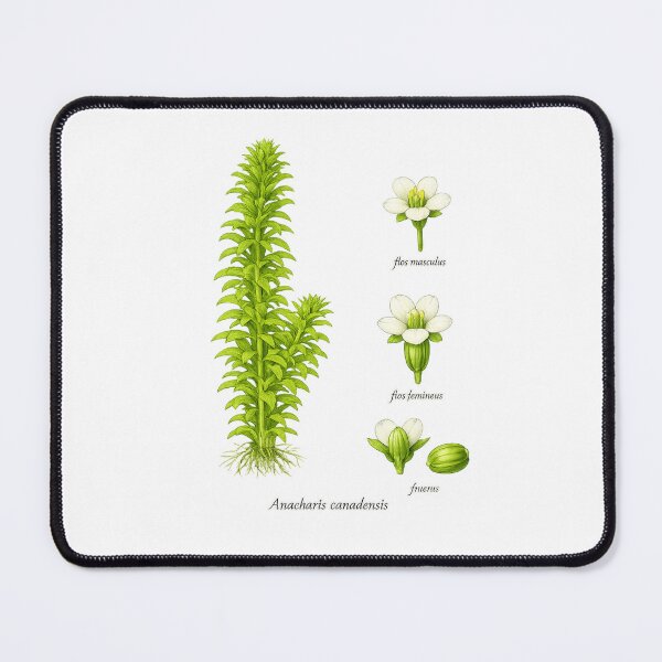 Item preview, plant from the aquarium designed and sold by Atelierby-Anita.