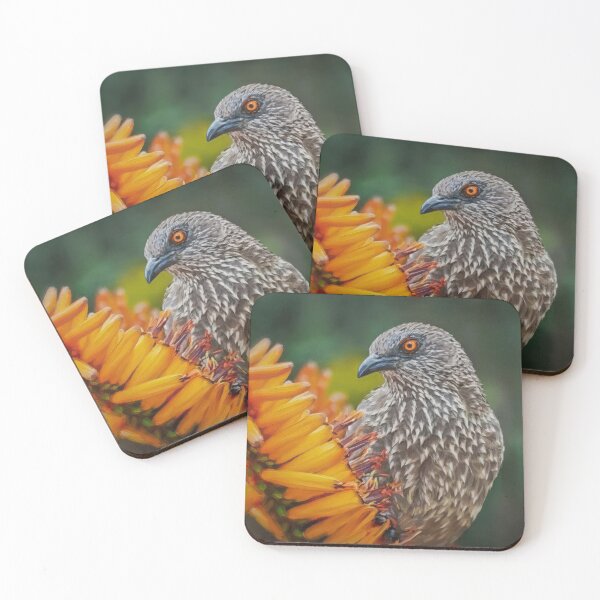 Item preview, Arrow‑Marked Babbler – African Wildlife Bird Photography designed and sold by The Digital Compass.