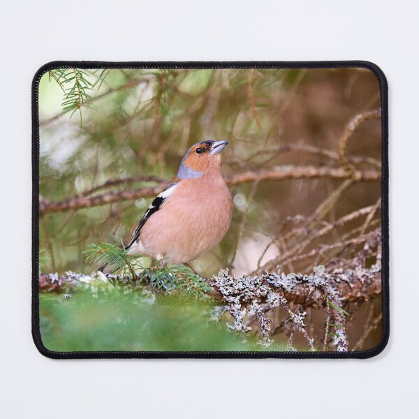 Item preview, Deep in the forest. Eurasian chaffinch Spring 2026 designed and sold by Jouko Lehto Photography.