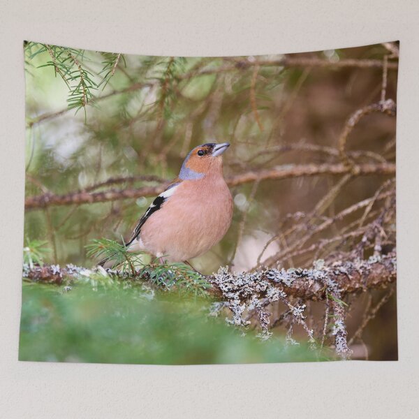 Item preview, Deep in the forest. Eurasian chaffinch Spring 2026 designed and sold by Jouko Lehto Photography.
