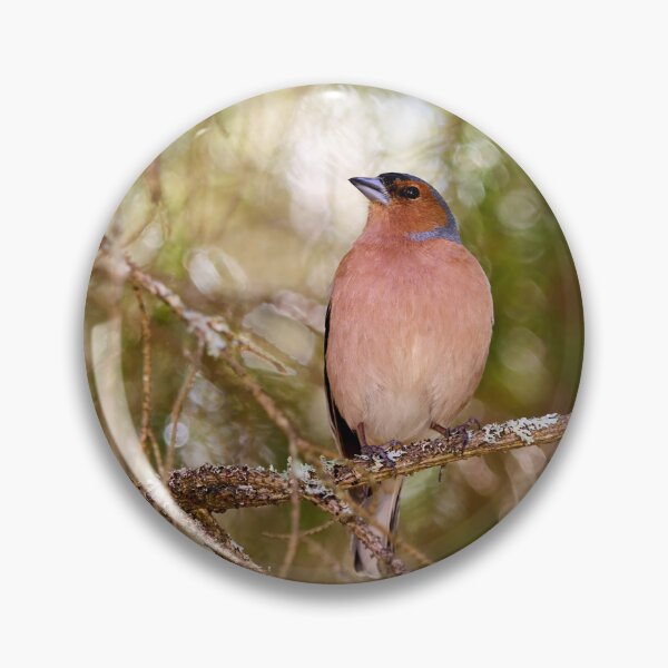 Item preview, Forestlight. Eurasian chaffinch Spring 2026 designed and sold by Jouko Lehto Photography.