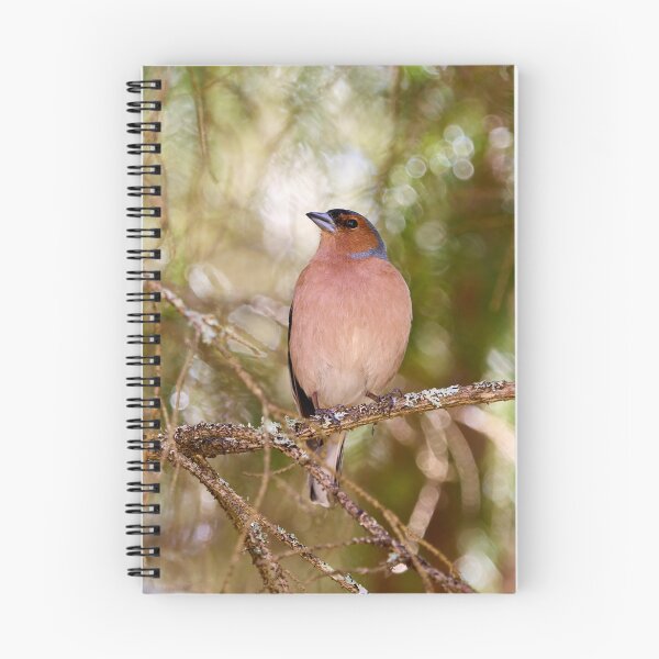 Item preview, Forestlight. Eurasian chaffinch Spring 2026 designed and sold by Jouko Lehto Photography.